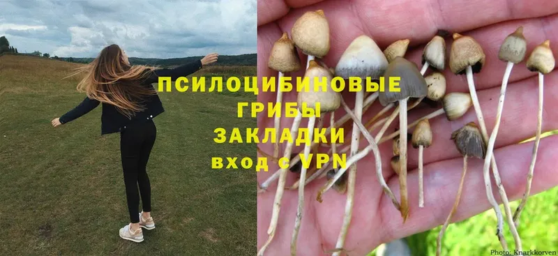 закладки  Новомичуринск  Псилоцибиновые грибы Cubensis 